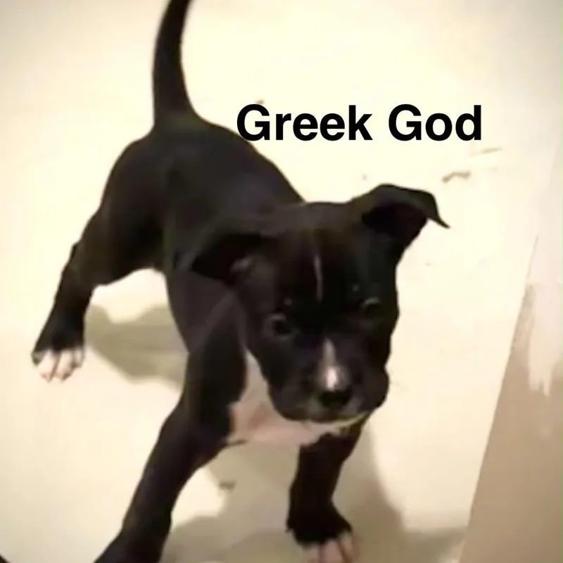 A baby medium-sized male Black Pit Bull Terrier dog named Greek God for adoption in Olathe, KS