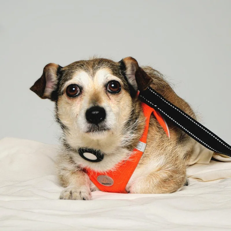 An adult small-sized female Mixed Breed dog named Ava for adoption in Oakland, CA