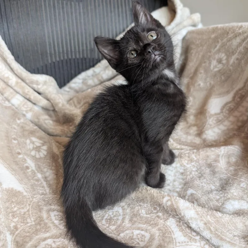 A baby small-sized female Black Domestic Short Hair cat named Ginny for adoption in Houston, TX