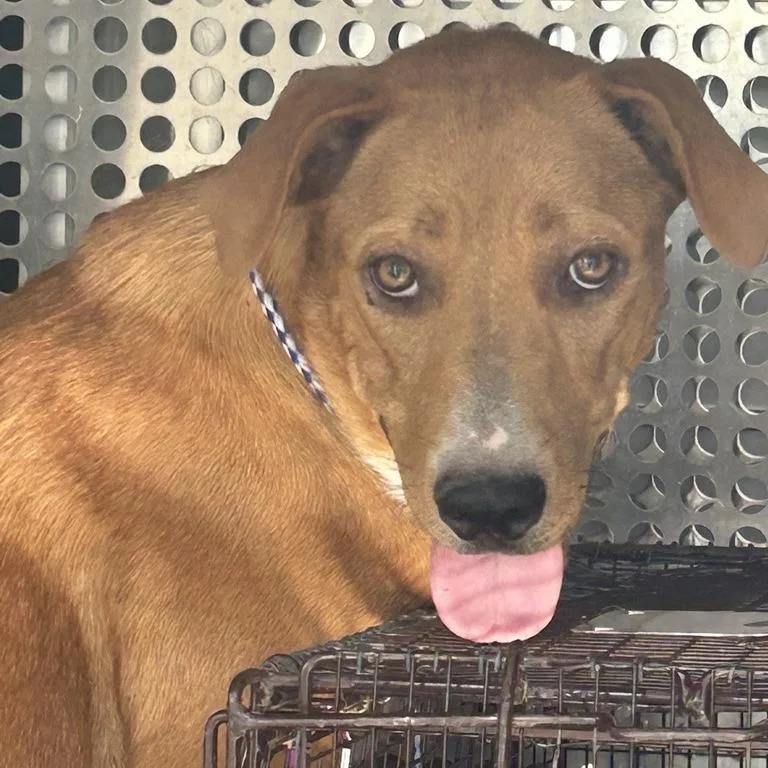 An adult medium-sized female Redbone Coonhound dog named Tea Pot for adoption in Austin, TX