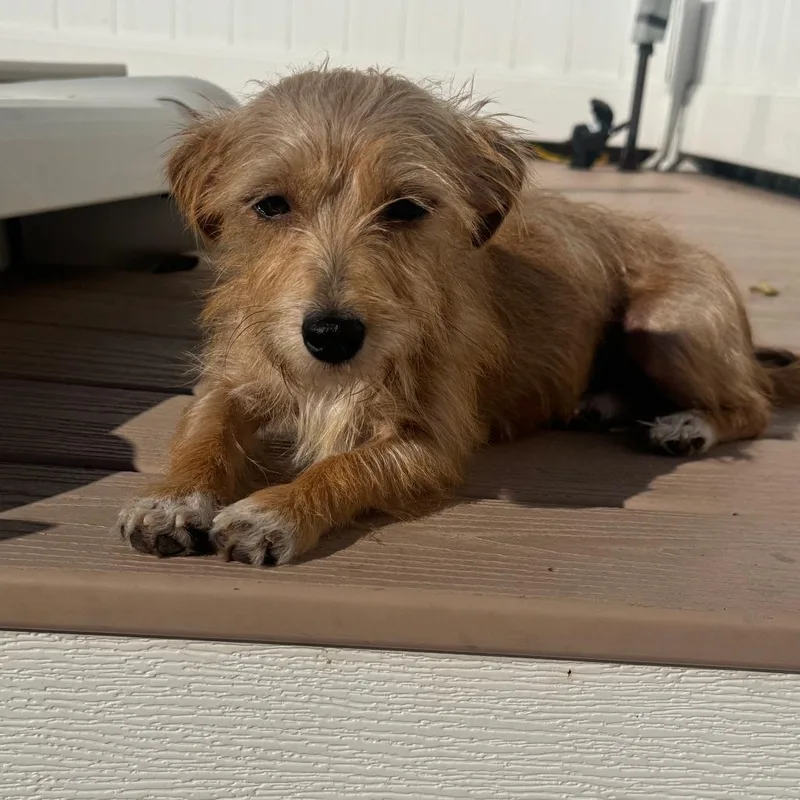 An adult small-sized female Brown / Chocolate Cairn Terrier dog named Bonita for adoption in Staten Island, NY