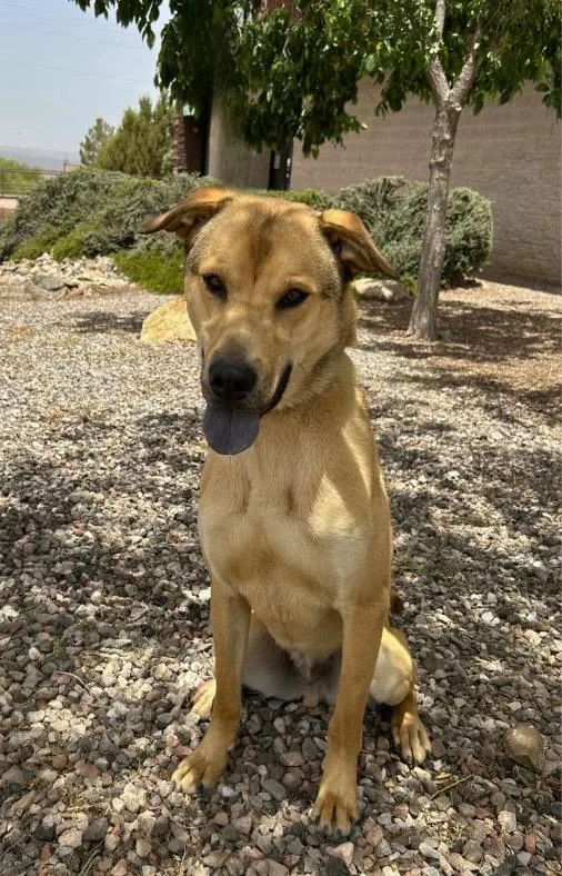 Scrunchie thumbnail 2