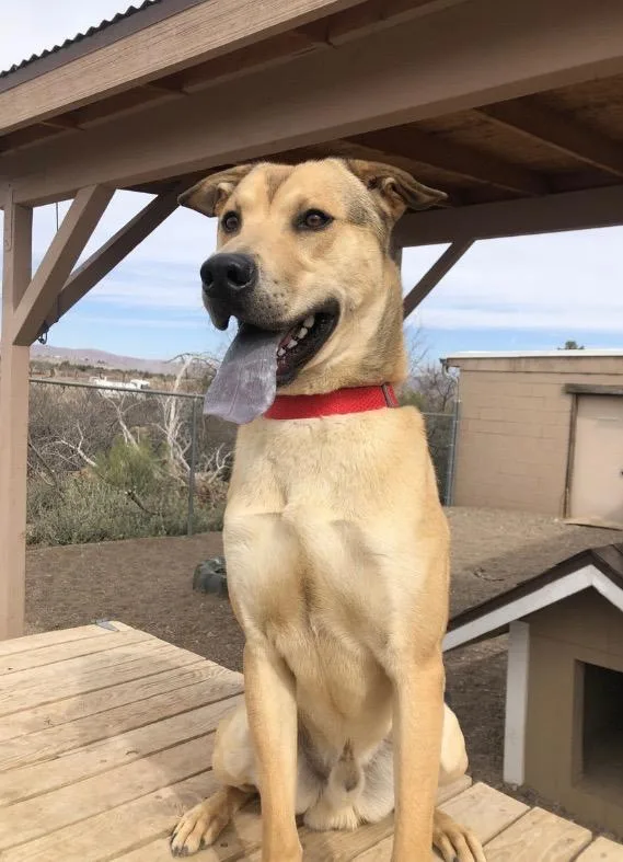 Scrunchie thumbnail 5