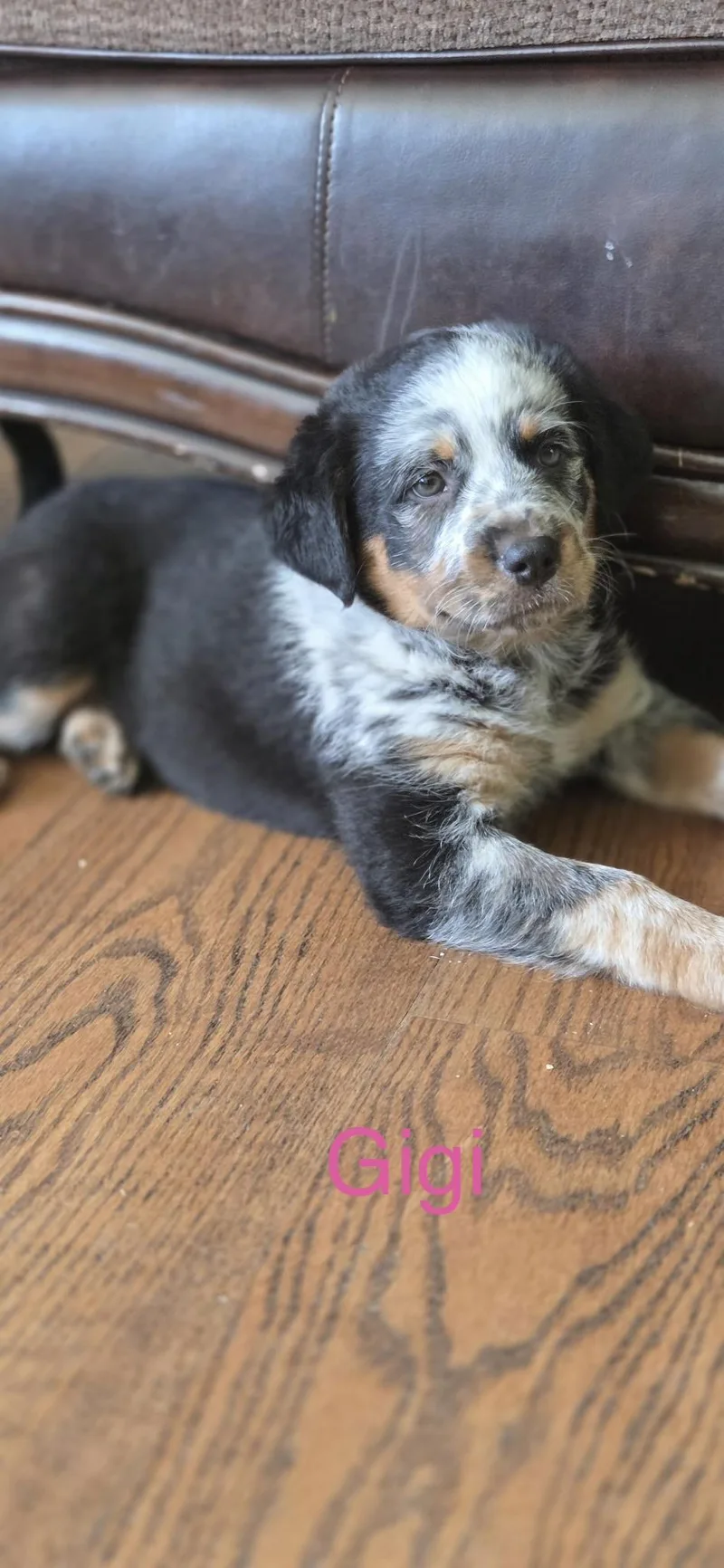 A baby large-sized female Tricolor (Brown, Black, & White) Rottweiler dog named Gigi for adoption in Warren, MI