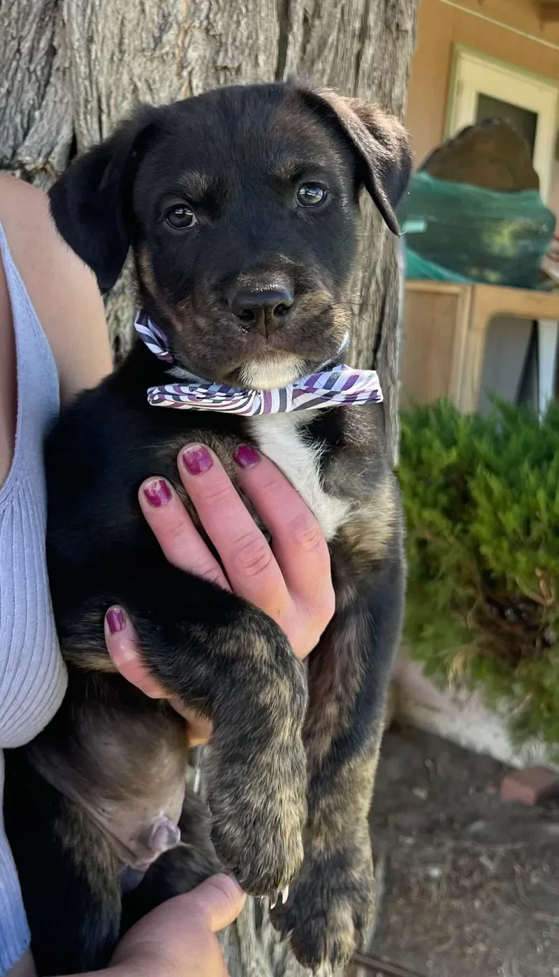 A baby medium-sized male German Shepherd Dog dog named Tupac for adoption in Anza, CA