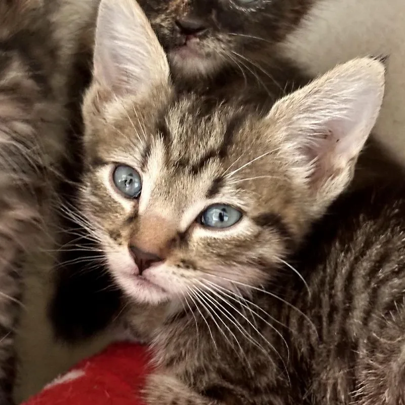 A baby small-sized female Domestic Short Hair cat named Victory for adoption in Durango, CO