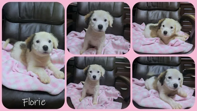 A baby large-sized female White / Cream Husky dog named Florie for adoption in Ozark, AL