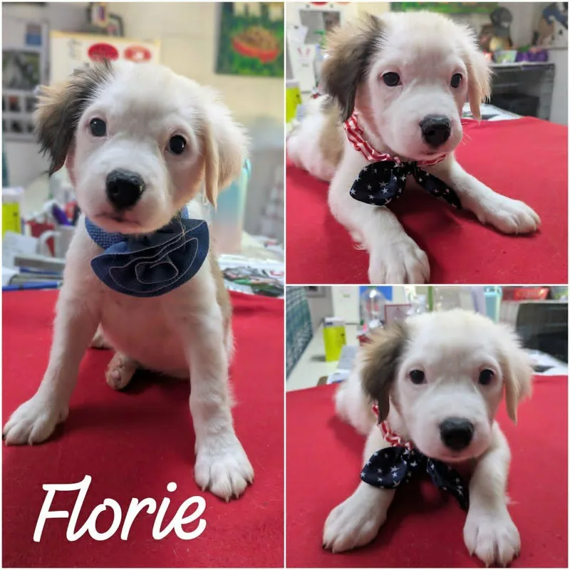 Florie thumbnail 3