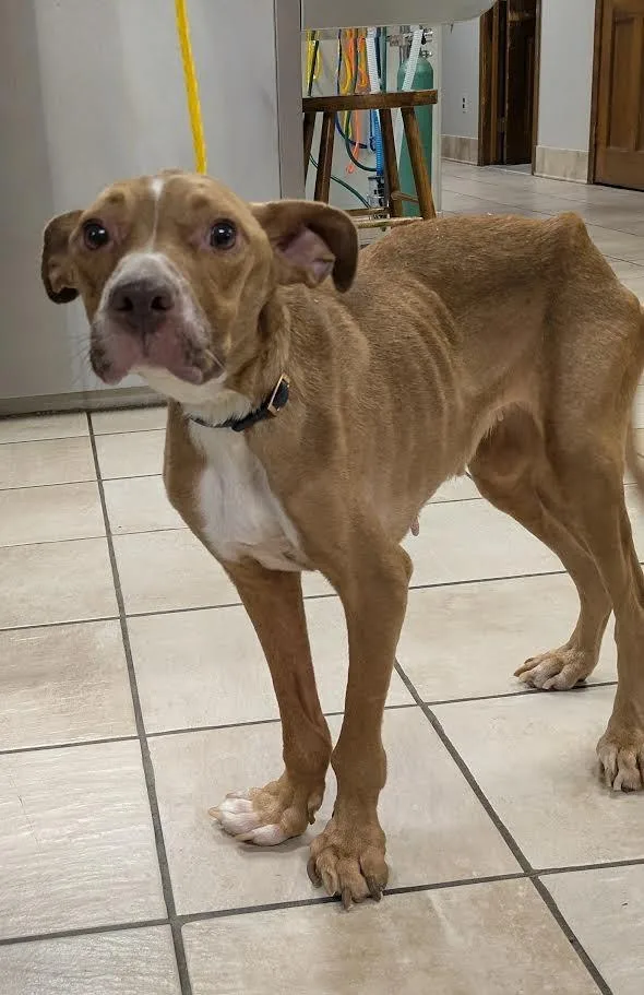 An adult large-sized female Pit Bull Terrier dog named Phoebe for adoption in Glenfield, NY