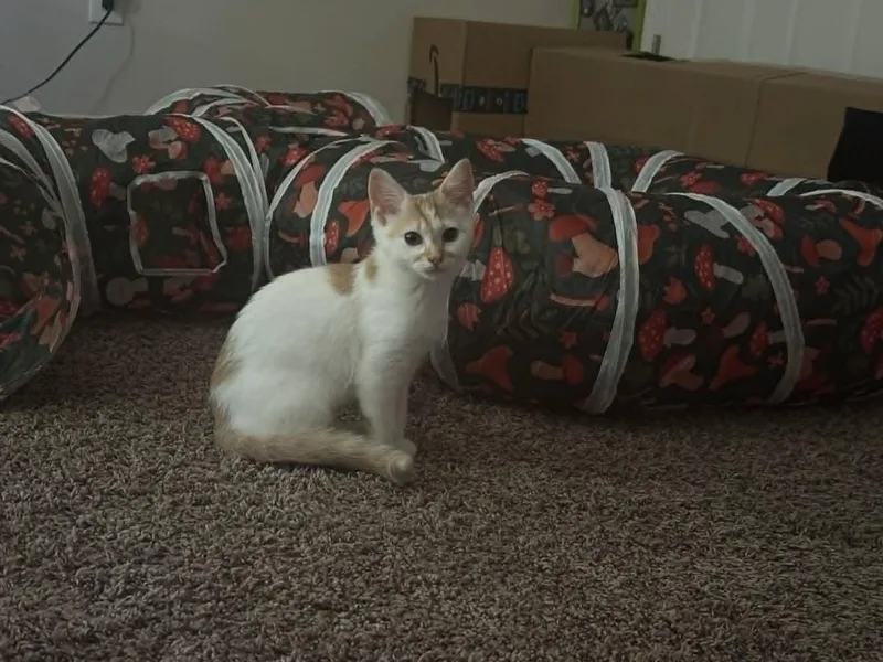 A baby medium-sized female Orange & White Domestic Short Hair cat named Mirabelle for adoption in Charlotte, NC