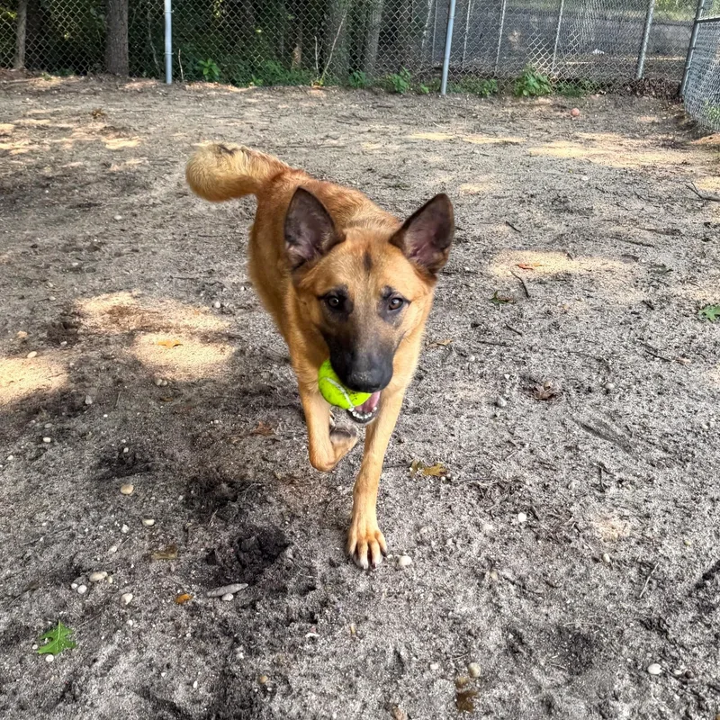 A young medium-sized female Shepherd dog named Rue for adoption in Brookhaven, NY