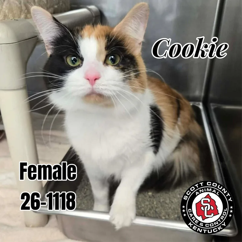 An adult small-sized female Domestic Medium Hair cat named Cookie for adoption in Georgetown, KY