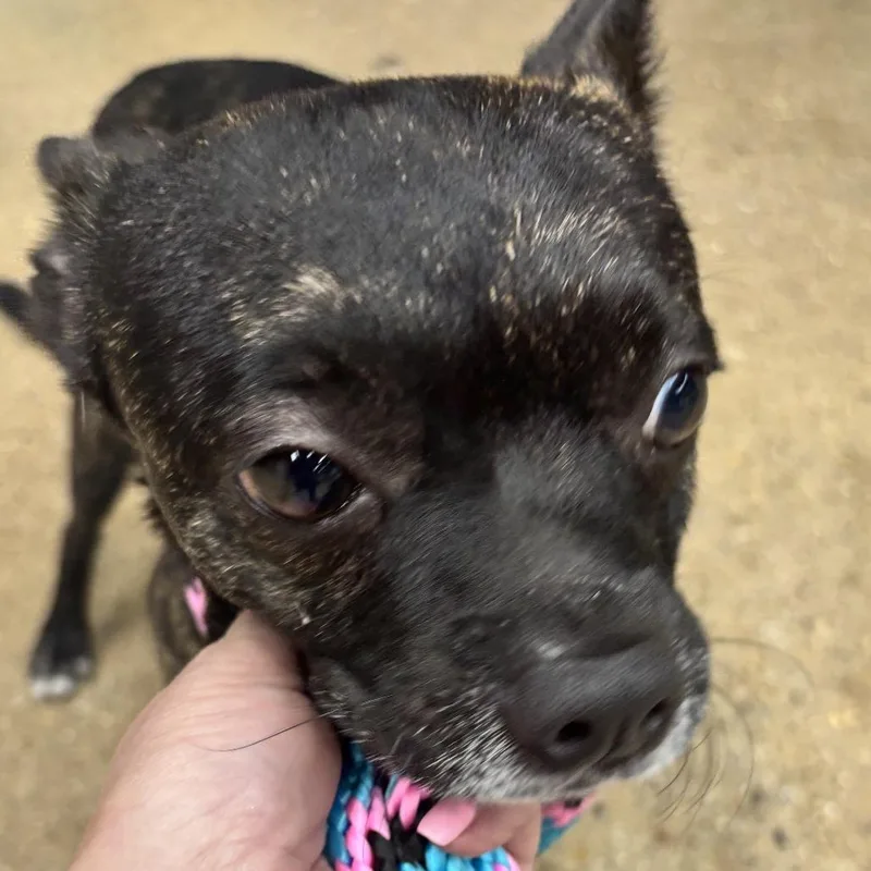A young small-sized male Black Mixed Breed dog named Bonchon for adoption in Skokie, IL