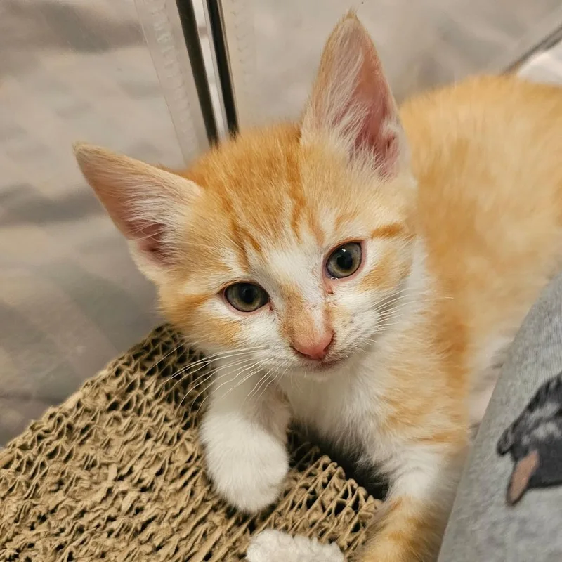 A baby small-sized male Orange / Red Domestic Short Hair cat named Clementine for adoption in Frederick, MD