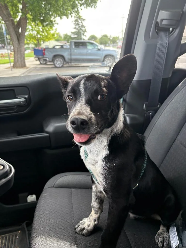 A baby medium-sized male Border Collie dog named Buster for adoption in Newman, CA
