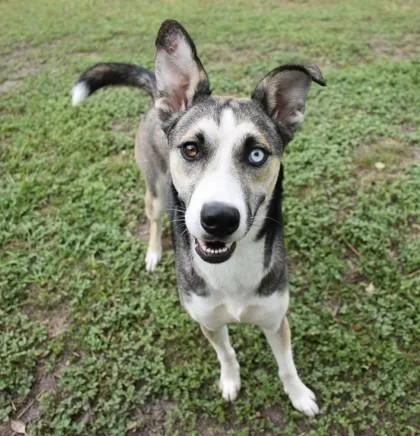 An adult medium-sized female Siberian Husky dog named Cupcake for adoption in Inverness, FL