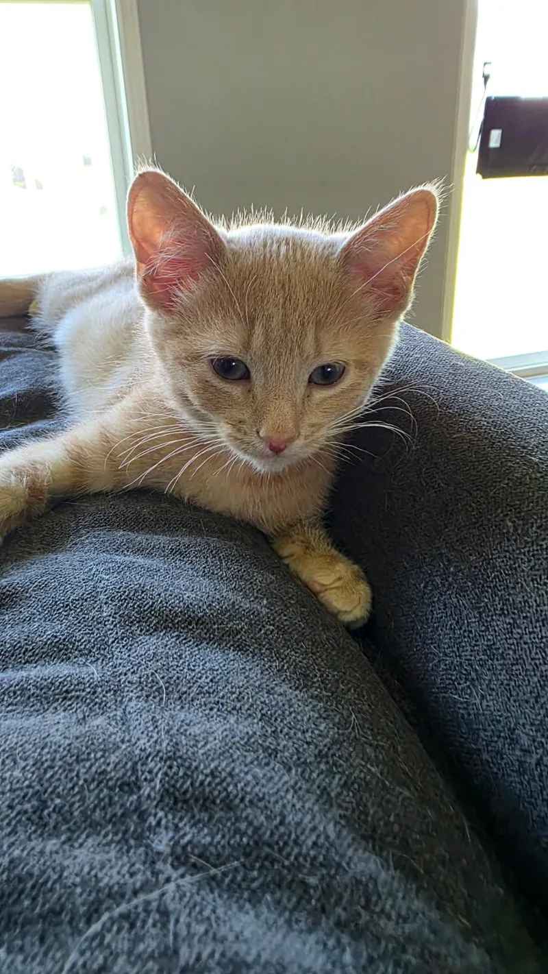 A baby small-sized female Domestic Short Hair cat named Prime for adoption in Forest Lake, MN