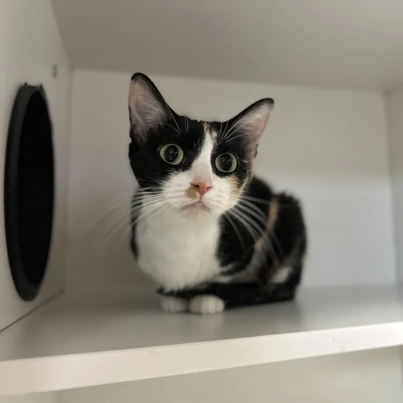 An adult medium-sized female Black Domestic Short Hair cat named Latte for adoption in Troy, IL