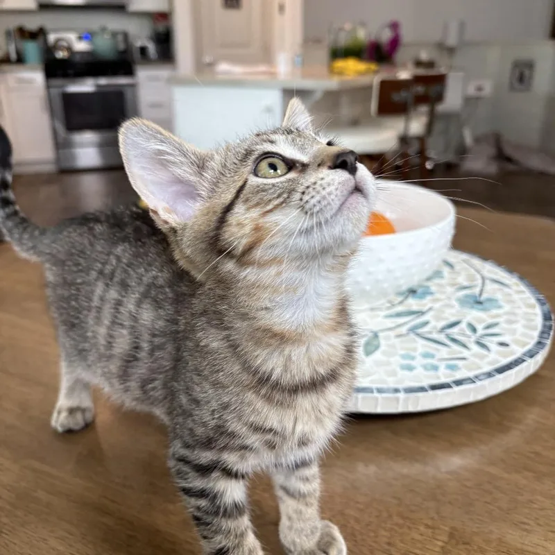 A baby small-sized male Brown / Chocolate Domestic Short Hair cat named Mango Chino Hills for adoption in Chino Hills, CA