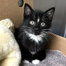 A baby small-sized male Black Domestic Short Hair cat named Professor Utonium for adoption in Novelty, OH