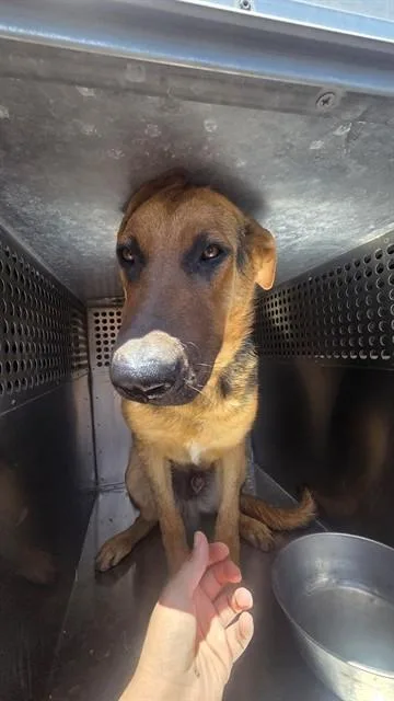 A young large-sized male German Shepherd Dog dog named Wally for adoption in Phoenix, AZ