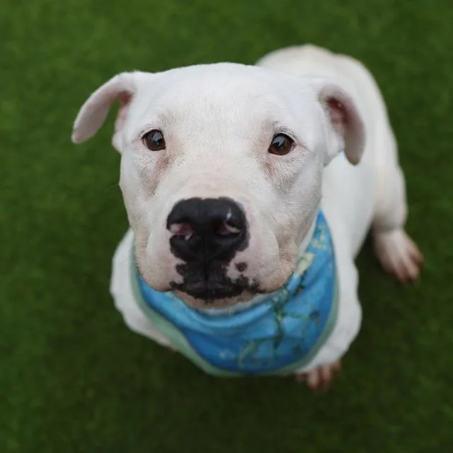 A young medium-sized female American Staffordshire Terrier dog named Bryce for adoption in San Antonio, TX