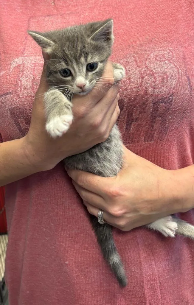 A baby medium-sized female Domestic Short Hair cat named Lucy Ewing for adoption in Lewisville, TX