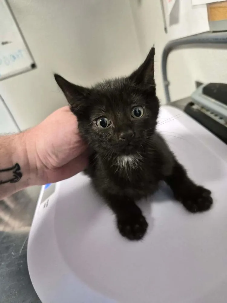 A baby small-sized male Black Domestic Short Hair cat named Jesus for adoption in Bolivar, MO