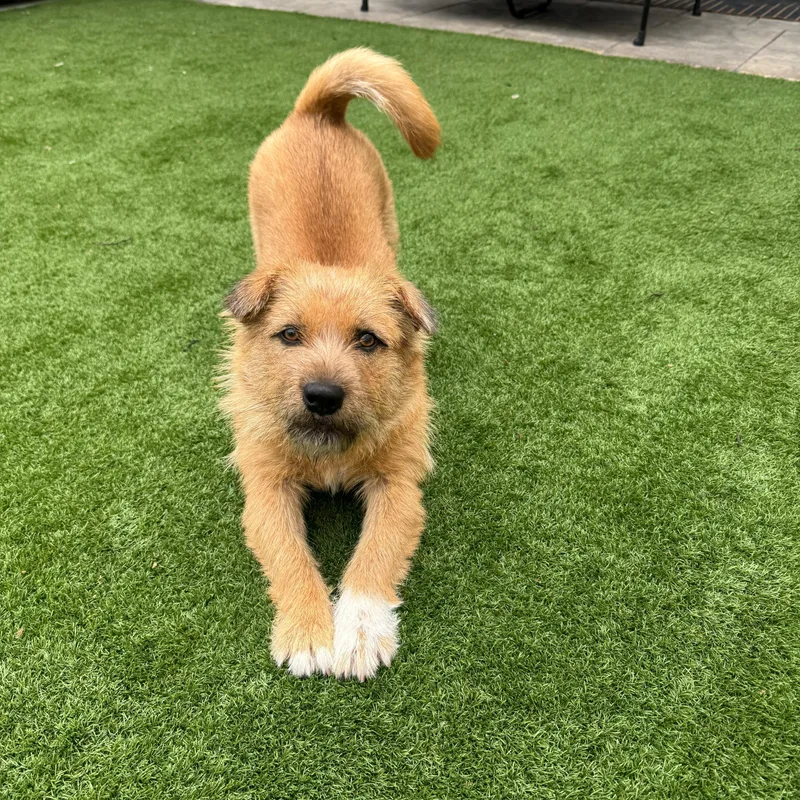 A young small-sized male Golden Cairn Terrier dog named Toto for adoption in Houston, TX