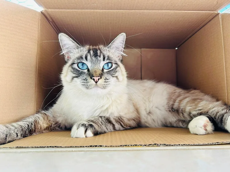 A young medium-sized female Birman cat named Abby for adoption in San Diego, CA