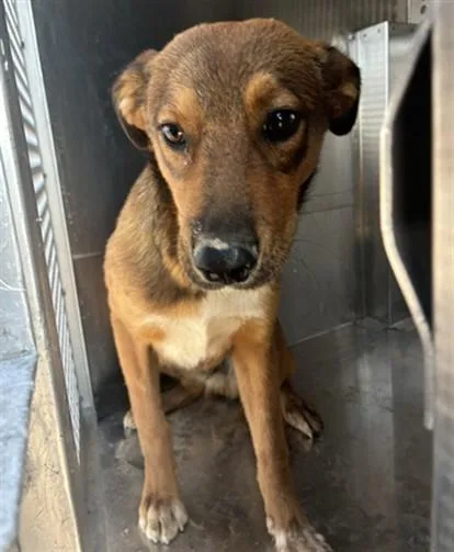 A young large-sized male German Shepherd Dog dog named Rizz for adoption in Phoenix, AZ