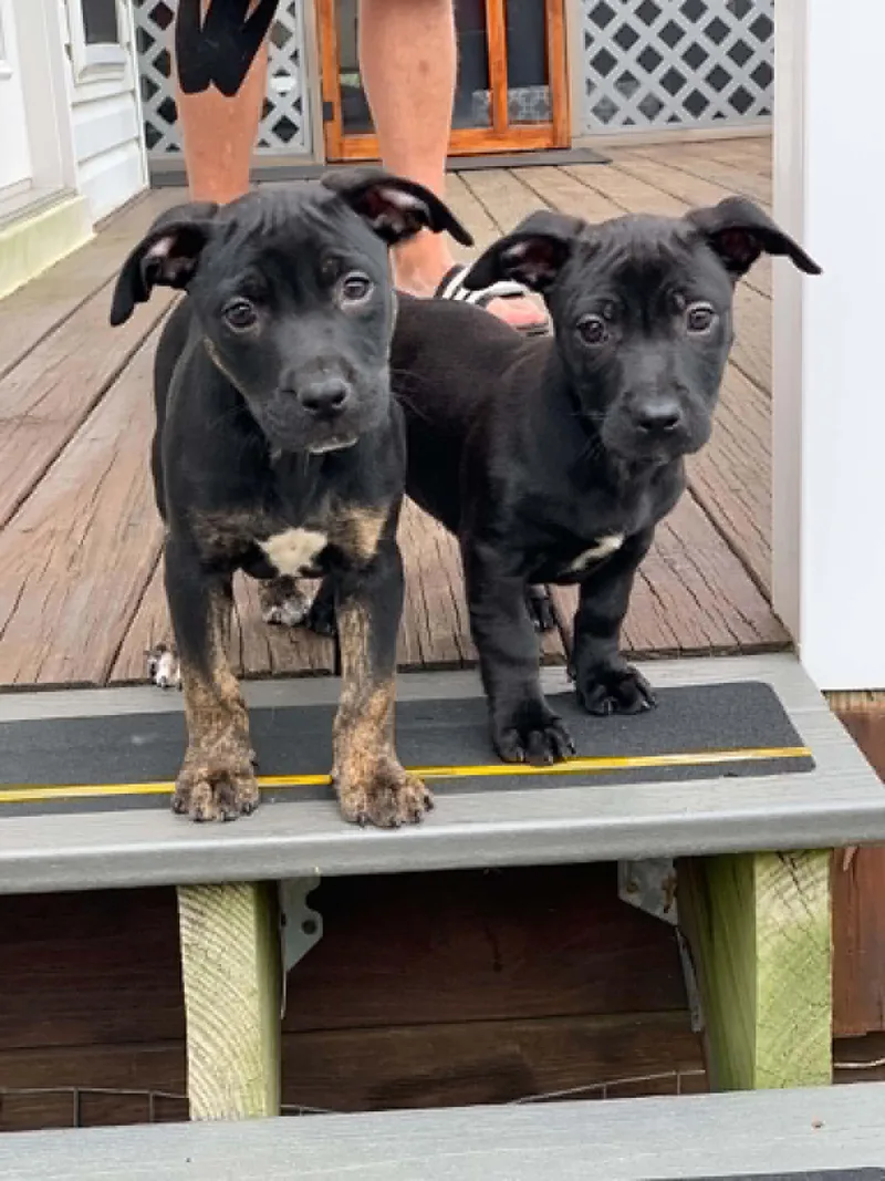 A baby small-sized male Black Dachshund dog named Lucas for adoption in Blue Bell, PA