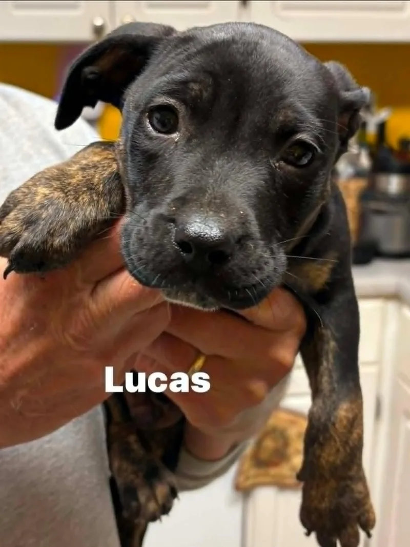 Lucas thumbnail 5