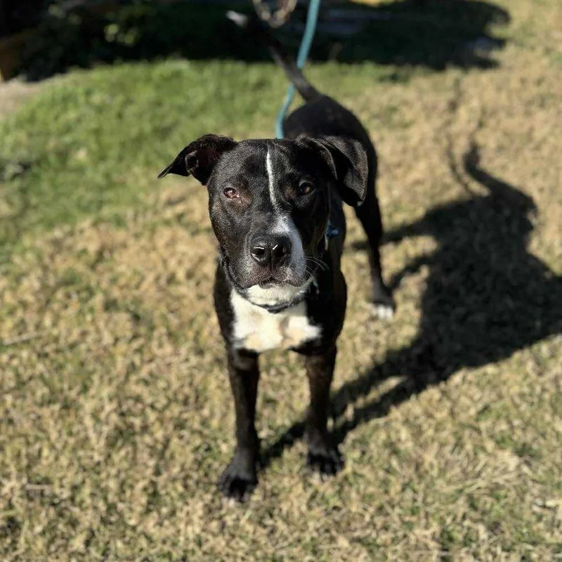 A young medium-sized male Brindle Mixed Breed dog named Clyde for adoption in Webster, TX