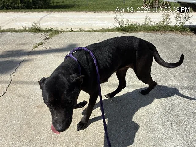 An adult large-sized female Pit Bull Terrier dog named Lily for adoption in Ocala, FL