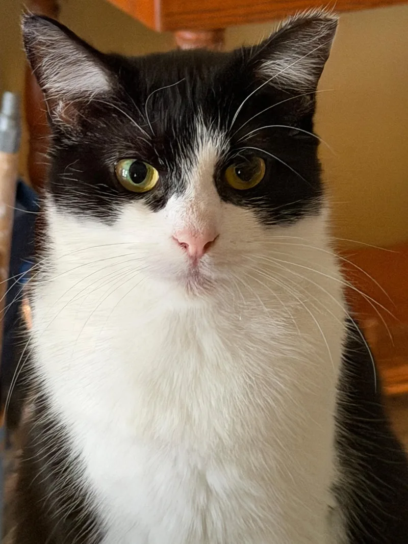 An adult medium-sized female Black & White / Tuxedo Domestic Short Hair cat named Rootie Tootie for adoption in Easley, SC