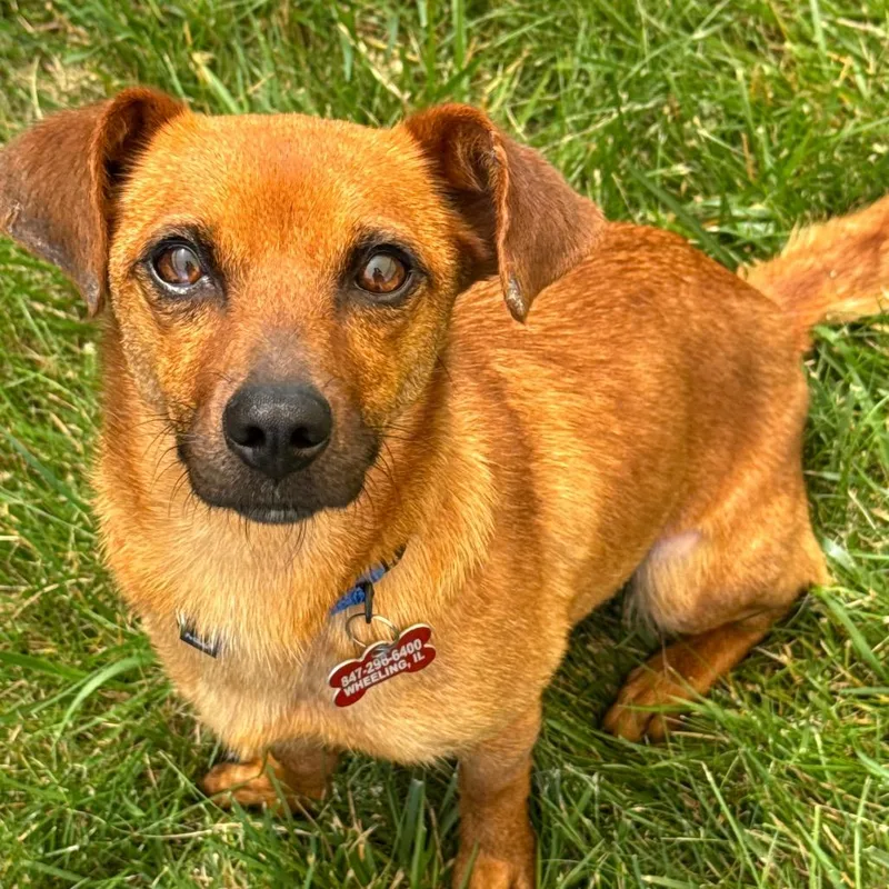 An adult small-sized female Brown / Chocolate Mixed Breed dog named Baby Girl for adoption in Wheeling, IL