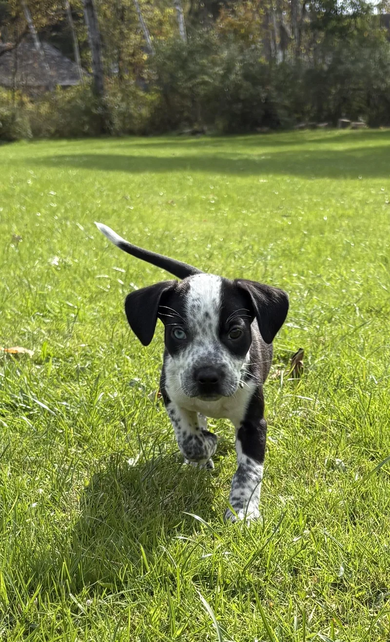 Boo Little Monster Litter thumbnail 5
