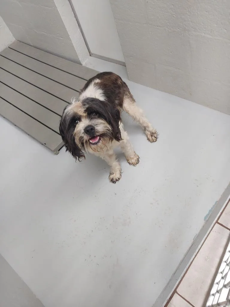 A young medium-sized male Terrier dog named Bronson for adoption in Mocksville, NC