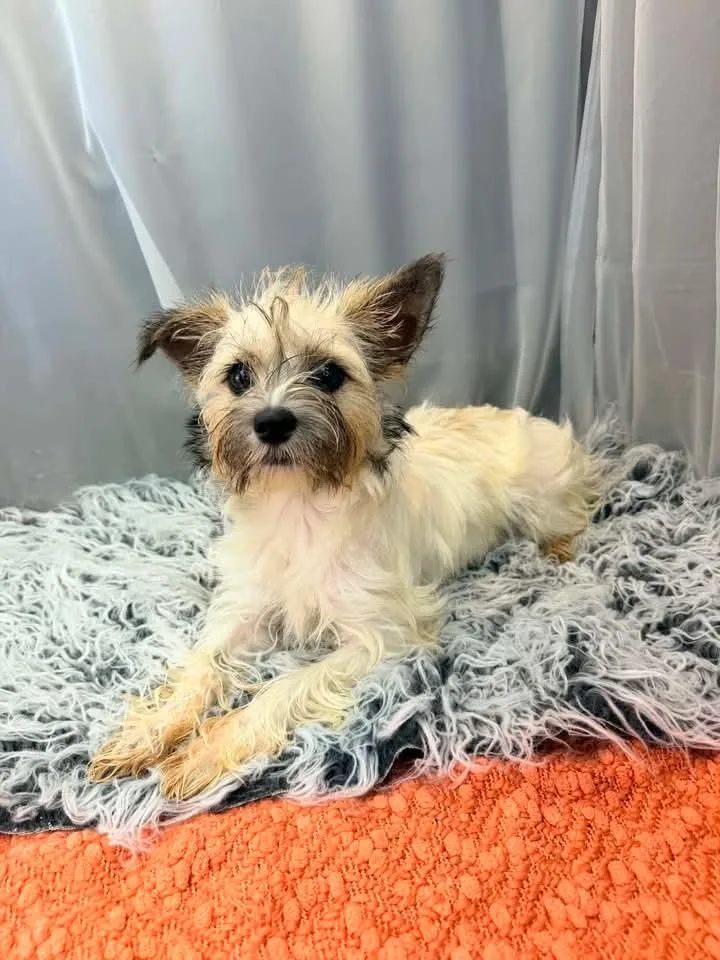 A young small-sized female Apricot / Beige Yorkshire Terrier dog named Roxie for adoption in Tomkins Cove, NY