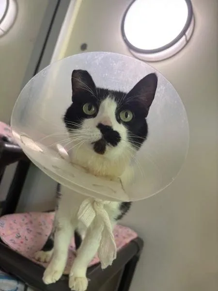 An adult medium-sized male Domestic Short Hair cat named Charm for adoption in Santa Rosa, CA