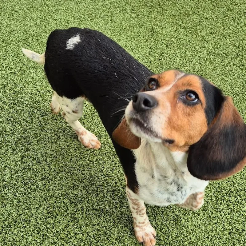 A young small-sized female Tricolor (Brown, Black, & White) Beagle dog named Oreo for adoption in Atco, NJ