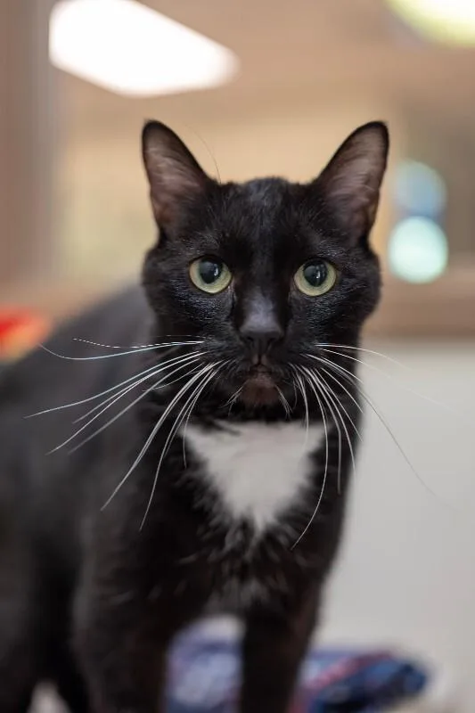 A senior medium-sized female Black & White / Tuxedo Domestic Short Hair cat named Socks for adoption in Arlington, WA