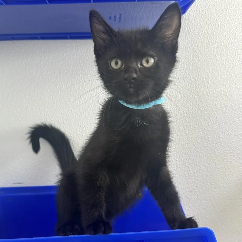 A baby small-sized male Domestic Short Hair cat named Knight LR for adoption in Union, MO