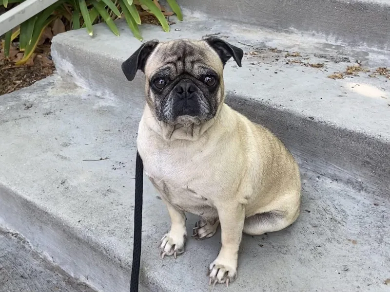 An adult small-sized female Apricot / Beige Pug dog named Bernice for adoption in Newport Beach, CA