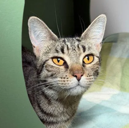 A young small-sized female Domestic Short Hair cat named Alithea for adoption in Sacramento, CA