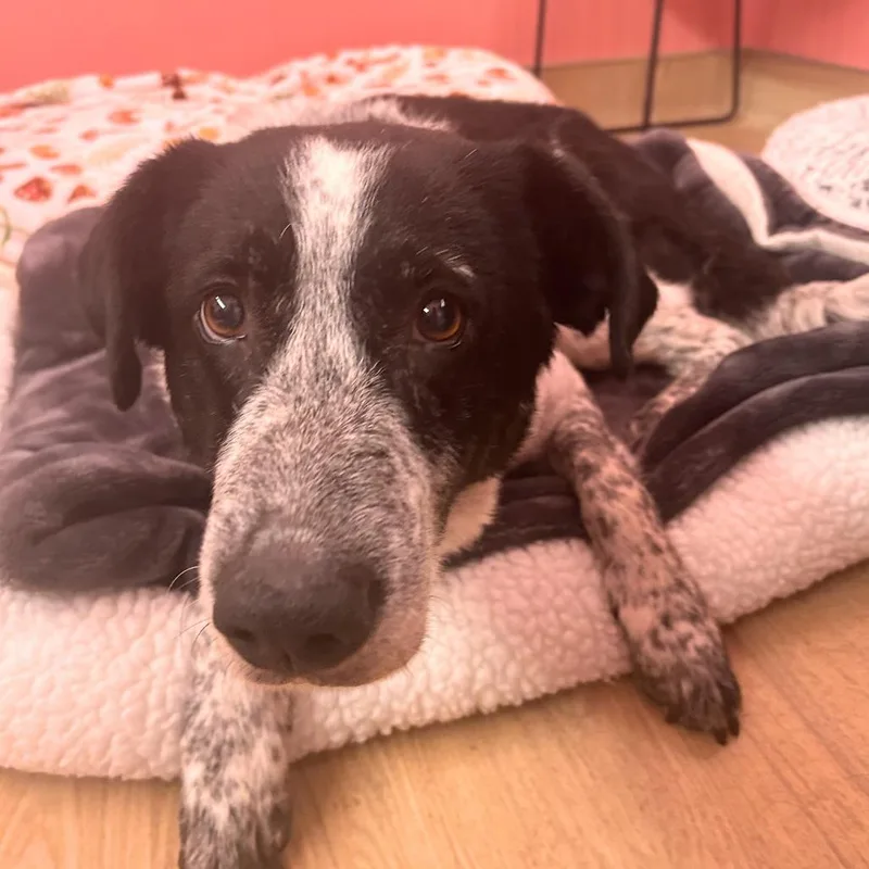 A senior medium-sized female White / Cream Border Collie dog named Confetti Sunset for adoption in San Francisco, CA
