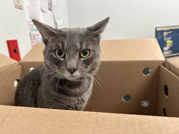 A young small-sized male Domestic Short Hair cat named Ghost for adoption in Ridgewood, NY