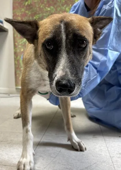 An adult large-sized female Shepherd dog named Mara for adoption in San Antonio, TX