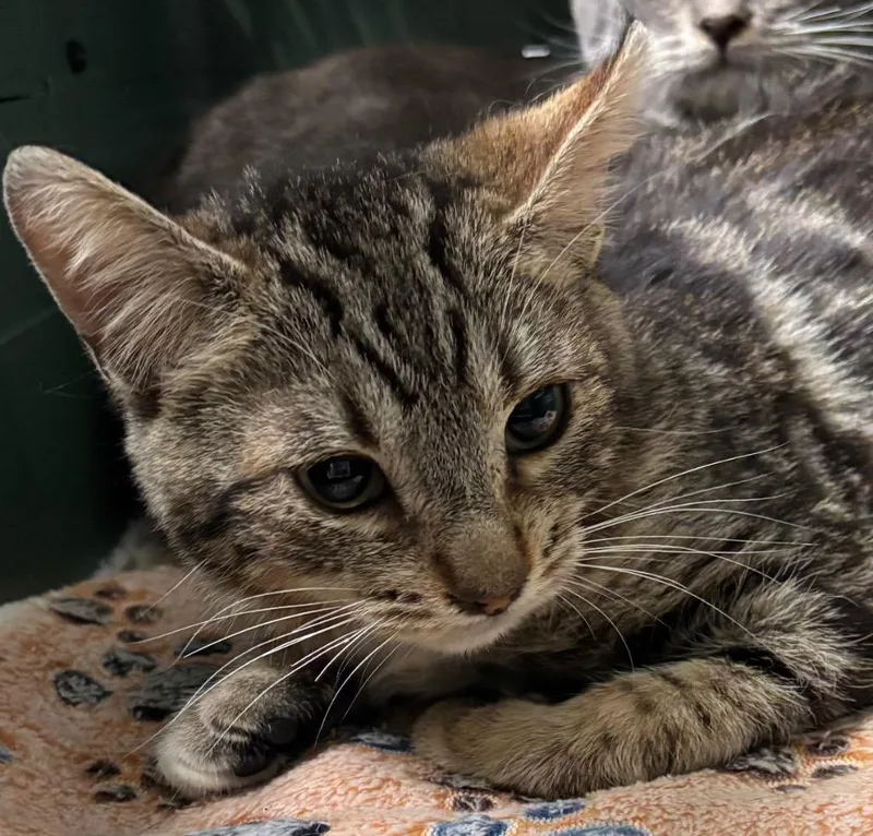 A baby medium-sized male Domestic Short Hair cat named Blaize for adoption in Peoria, AZ